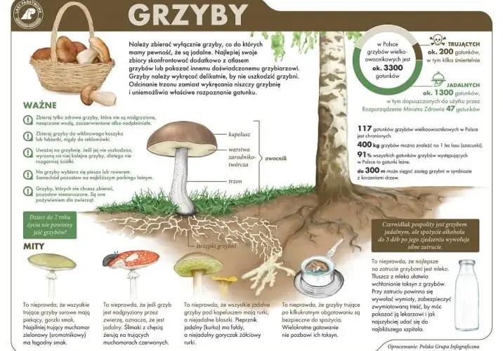 Grzyby chorobotwórcze: 5 faktów, które musisz znać