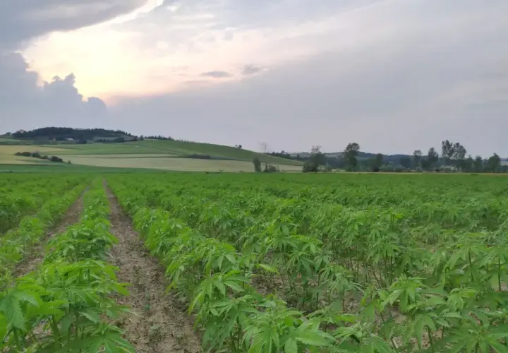 Vasto campo di piante di cannabis in crescita, con file ordinate che si estendono verso colline ondulate sotto un cielo nuvoloso al tramonto.