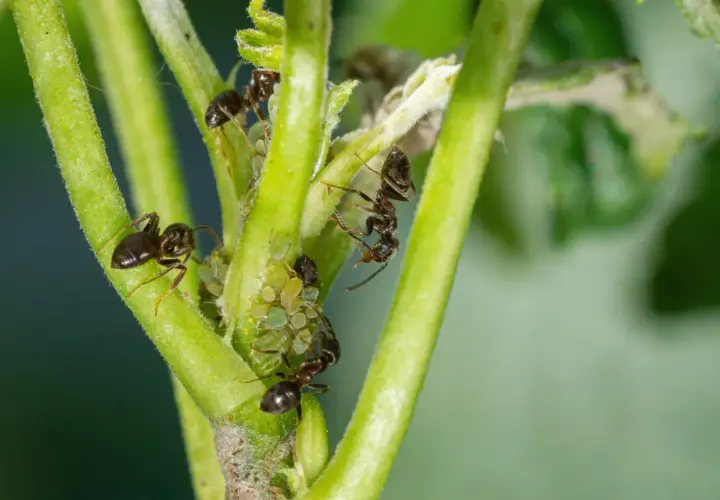 Des fourmis jardin s'occupent de pucerons sur une tige verte.