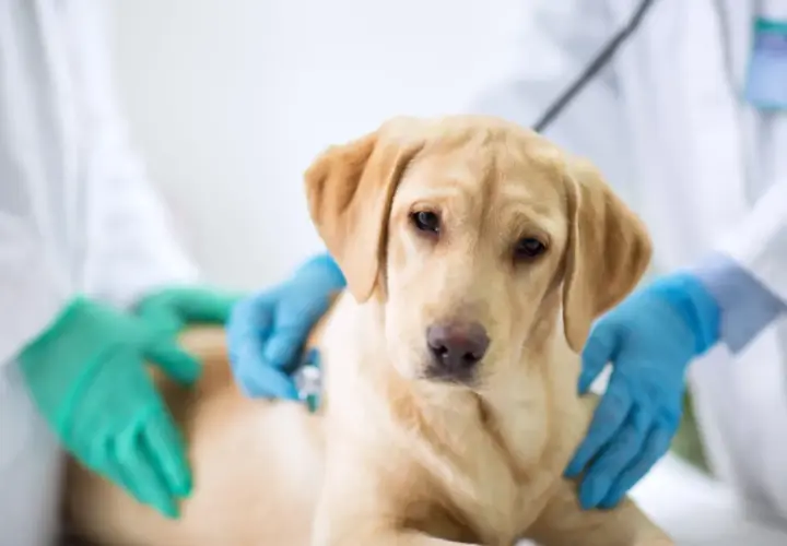 Un labrador con diarrea cane viene visitato dal veterinario.