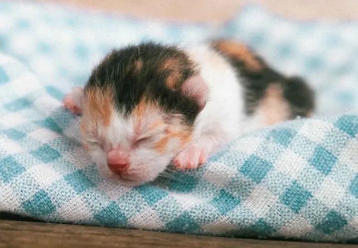 Un tierno gato recién nacido, con su pelaje tricolor, duerme plácidamente sobre una manta a cuadros.