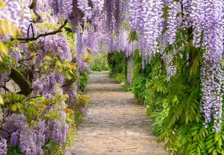 Alejka wśród kwitnącej wisterii. Wspaniała wisteria uprawa tworzy fioletowy tunel, zapraszając do spaceru.