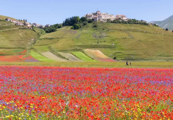 Un campo fiorito di papaveri e fiordalisi si estende verso il borgo arroccato su una collina, mostrando dove si trova Castelluccio di Norcia.
