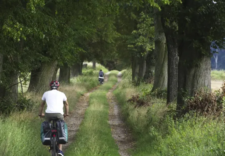 Dwaj rowerzyści przemierzają malowniczą szymbark trasę wśród drzew.