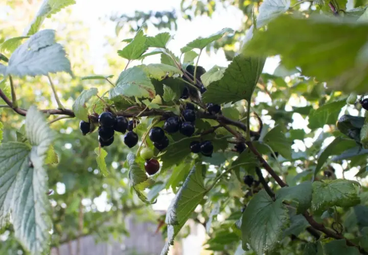 Naturalne nawozy do porzeczek: 5 skutecznych metod nawożenia