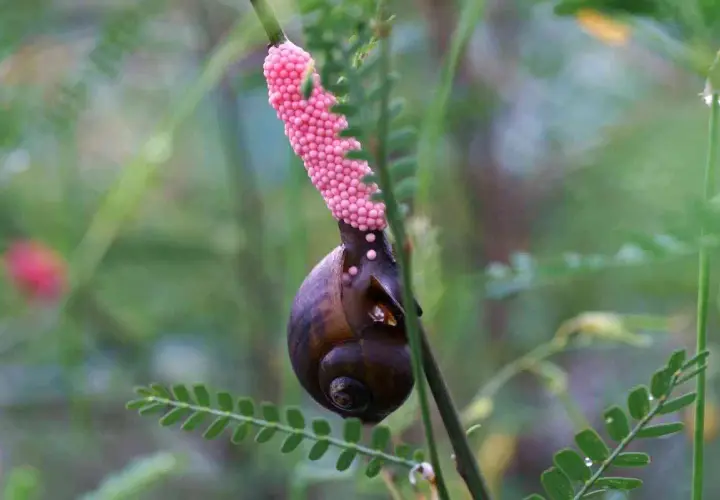 Lumaca con grappolo di uova rosa brillante attaccato a un ramo. Un piccolo tesoro di uova di lumaca in attesa di schiudersi.
