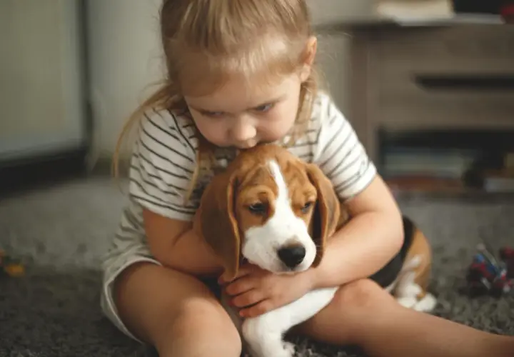 Mała dziewczynka tuli szczeniaka beagle.