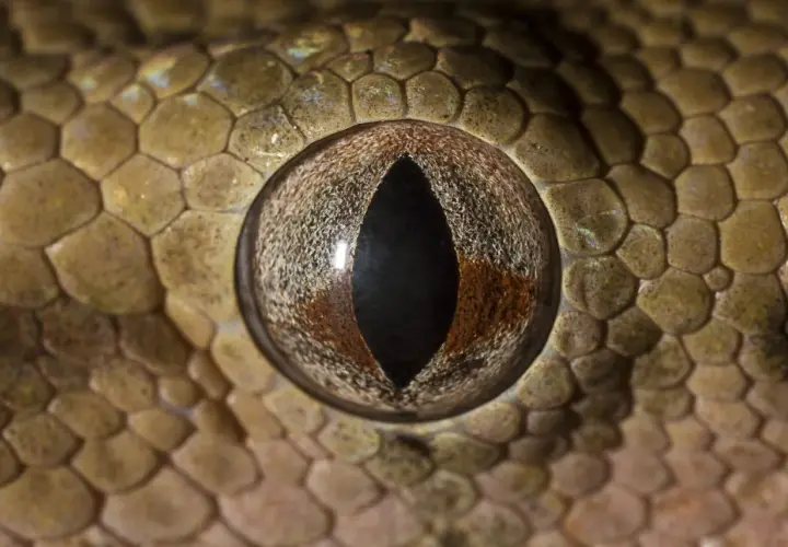 Ojo de una serpiente, posiblemente la serpiente más venenosa del mundo, con escamas detalladas y una pupila vertical.