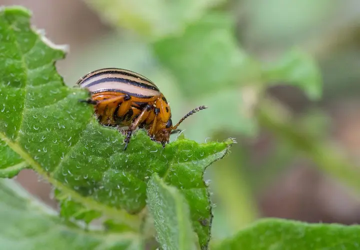 Doryphore de la pomme de terre, insecte rayé, mange une feuille verte.