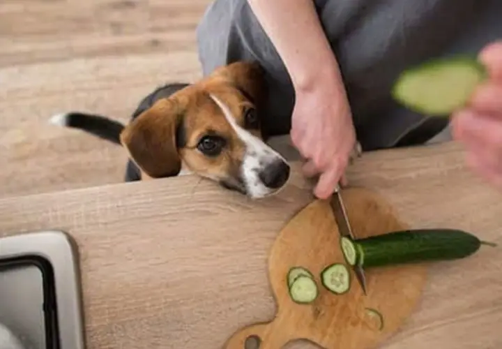 Un perro beagle mira atentamente mientras cortan un pepino. ¡El pepino es bueno para los perros y este parece querer probarlo!