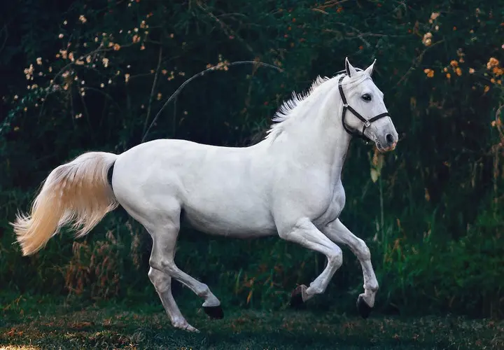 Najlepsze Filmy o Koniach i Jeźdźcach - Obejrzyj Już Dziś!