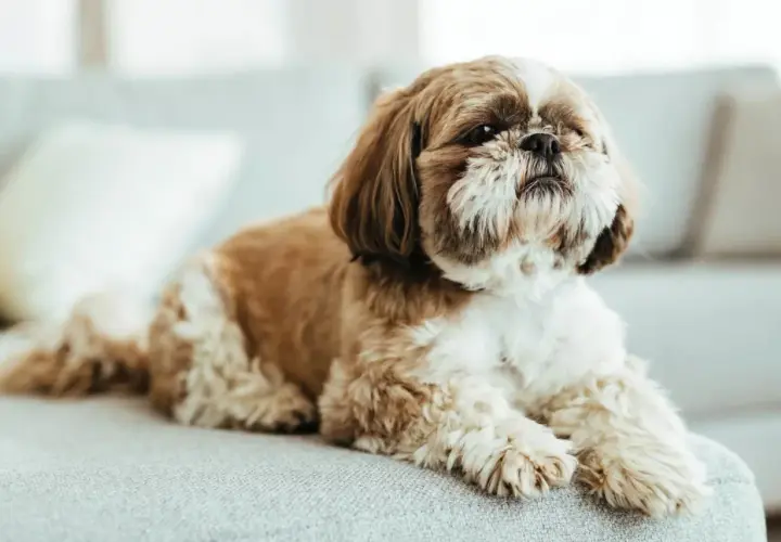 Uroczy piesek rasy shih tzu leży na kanapie, z puszystym futrem i łagodnym spojrzeniem.