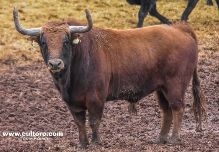 Un imponente toro castaño, uno de los chospes, mira fijamente con sus cuernos curvados.