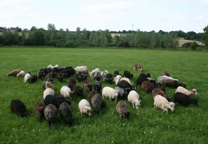 Un troupeau de moutons nains sans tonte broute paisiblement dans un pré verdoyant, sous le regard attentif d'un chien de berger.