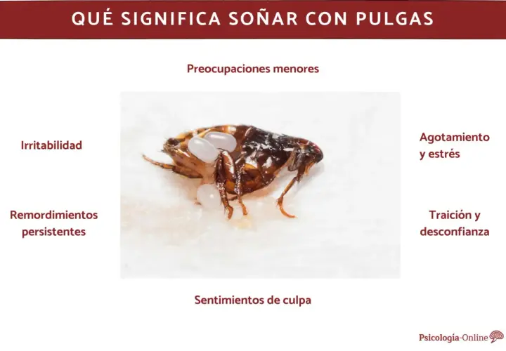 Una pulga con huevos, simbolizando preocupaciones menores, irritabilidad y agotamiento al soñar con pulgas.