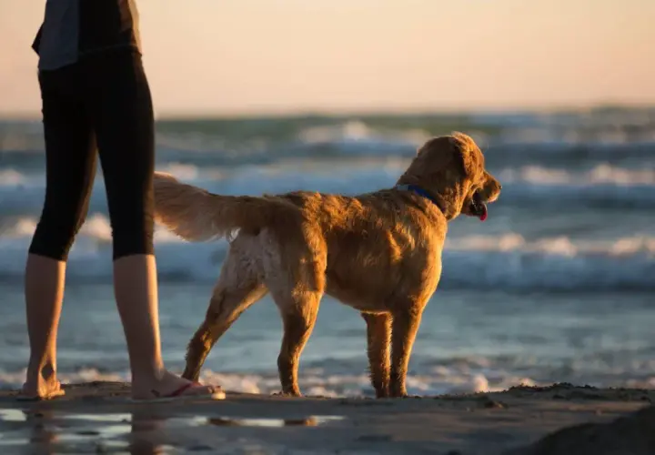Złoty retriever na plaży w Międzyzdrojach, cieszący się zachodem słońca.