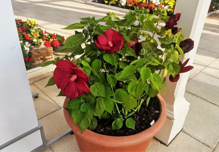 Piękny, ciemnoczerwony hibiskus odmiany w donicy, otoczony zielonymi liśćmi i pąkami.