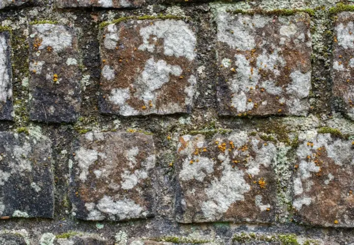 Moos und Flechten bedecken die rauen Pflastersteine und verleihen ihnen eine natürliche, verwitterte Textur.