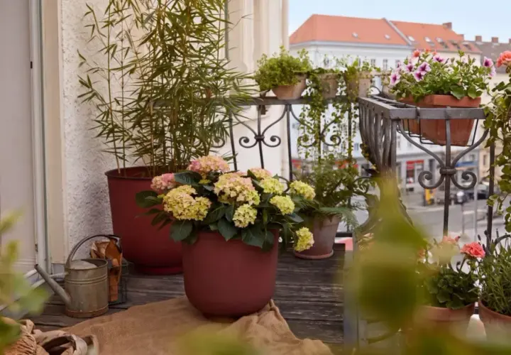 Balkon pełen życia: hortensje, lawenda i pelargonie tworzą idealne jakie kwiaty na słoneczny balkon.