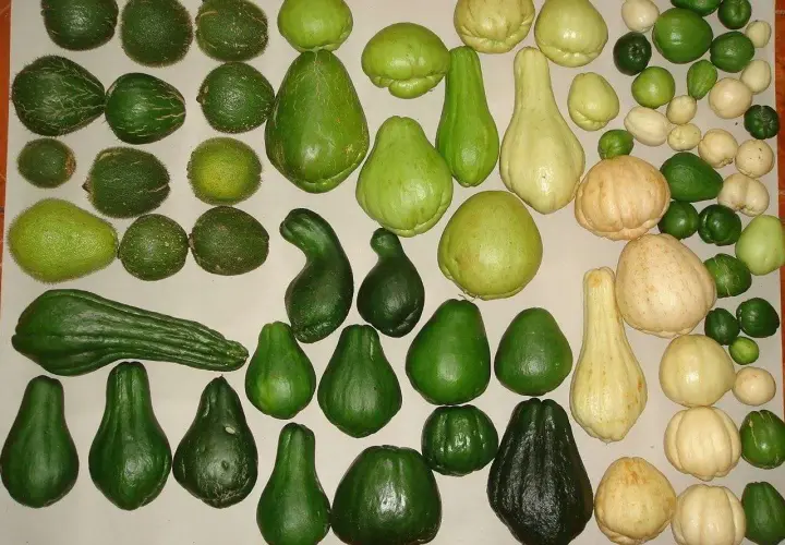 Una collezione di zucchine centenarie, di varie forme e dimensioni, alcune verdi e altre color crema, disposte su una superficie chiara.
