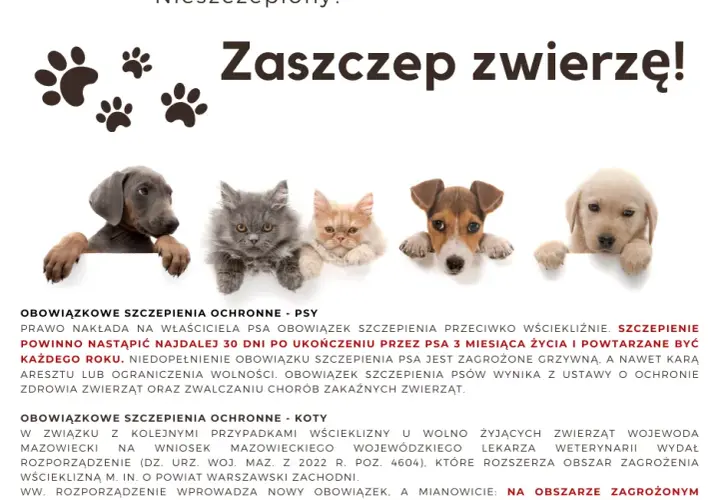 Brak szczepień psa a kodeks wykroczeń: kary i obowiązki właścicieli