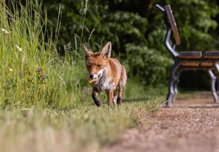 Ein Fuchs mit einem Leckerbissen im Maul läuft durch hohes Gras. Ein Park mit einer Bank und unscharfen Personen im Hintergrund zeigt, dass Tiere in der Stadt leben.