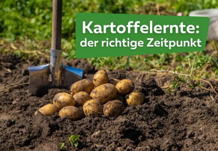 Frisch geerntete Kartoffeln liegen neben einer Schaufel im Erdreich. Der richtige Zeitpunkt, wann erntet man Kartoffeln, ist entscheidend für eine gute Ernte.