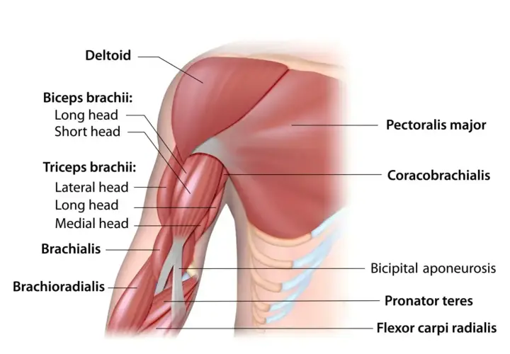 Mięśnie pracujące przy pompkach: klatka piersiowa (pectoralis major), triceps, biceps, bark (deltoid) i przedramię.