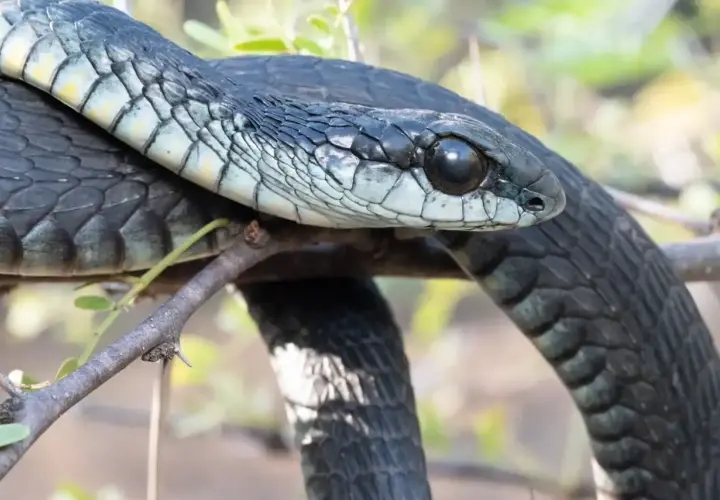 Mamba negra, su cuerpo oscuro se enrosca en una rama. Su mirada alerta sugiere la velocidad que la caracteriza.