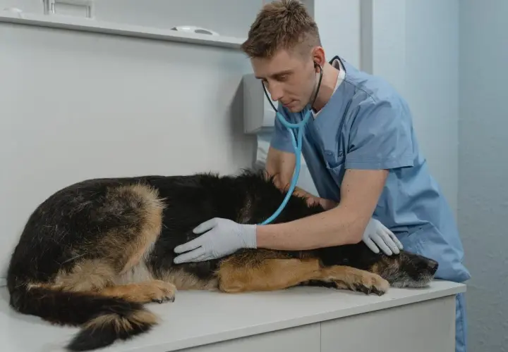 Veterinario examina a un perro con síntomas de perro enfermo del estómago.