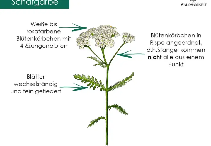 Schafgarbe: weiße bis rosafarbene Blütenkörbchen, fein gefiederte Blätter. Die Schafgarbe wirkt entzündungshemmend und wundheilend.