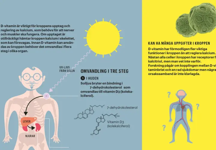 Illustration visar hur solljus omvandlas till D-vitamin i huden, viktigt för kalciumupptag. D-vitaminbrist kan ge hudproblem.
