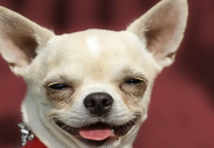 Un chihuahua con orejas grandes y una expresión feliz. ¡Parece que los perros sonríen!