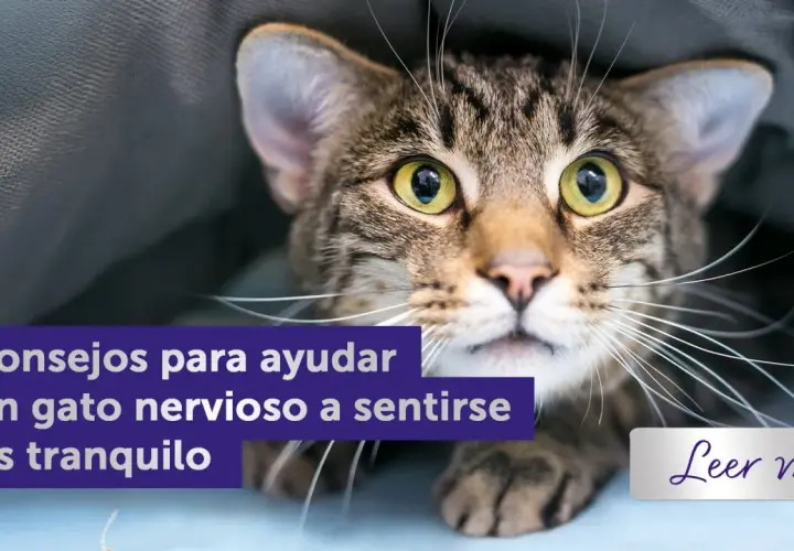 Un gato atigrado asustado se esconde bajo una manta. El texto dice "8 consejos para ayudar a un gato nervioso a sentirse más tranquilo". Aprende cómo relajar a un gato.