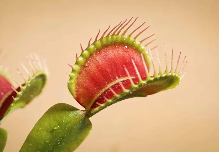 Dionaea, une plante carnivore aux pièges rouges et verts, prête à capturer sa proie. L'entretien de cette plante est fascinant.