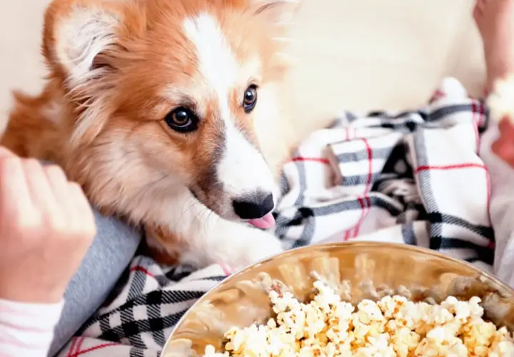 Un perro peludo mira con deseo un bol de palomitas. ¡Parece que los perros pueden comer palomitas!
