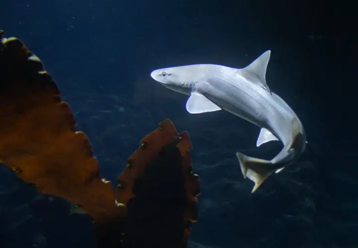 Rekiny w oceanarium Gdynia - co warto zobaczyć i doświadczyć