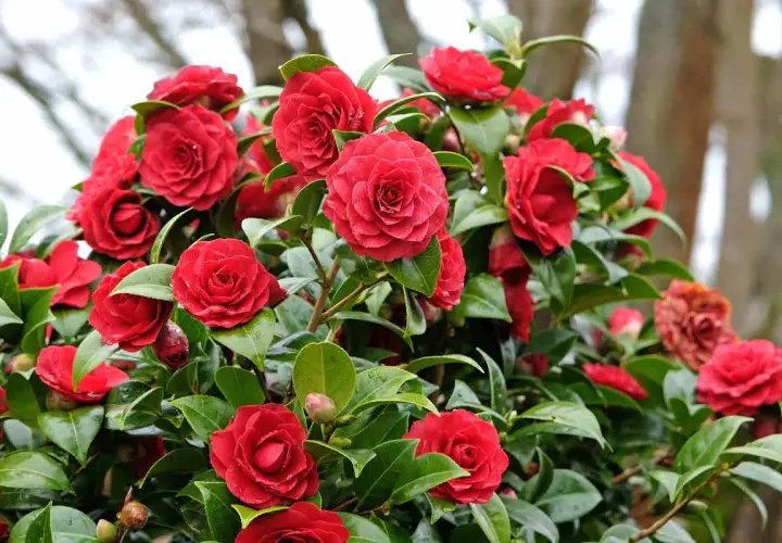 Un buisson de camélias aux fleurs rouges éclatantes, avec son feuillage persistant vert profond, illumine le jardin.