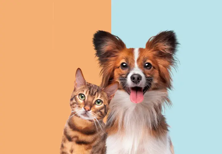 A curious cat and a happy dog side-by-side, prompting the question: are cats smarter than dogs?