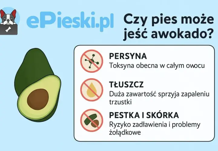 Czy pies może jeść awokado? Grafika ostrzega przed toksyną, tłuszczem i pestką/skórką awokado, które są szkodliwe dla psów.