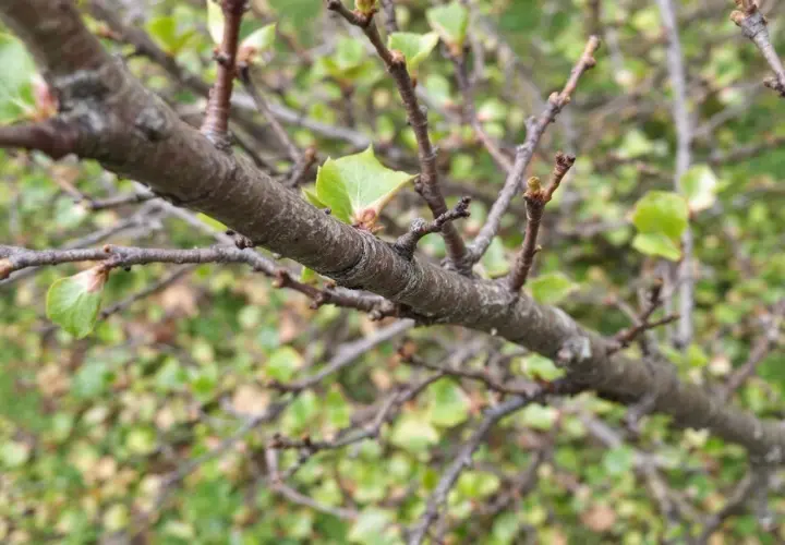 Gros plan sur une branche de prunier, avec de jeunes feuilles vertes qui commencent à pousser.