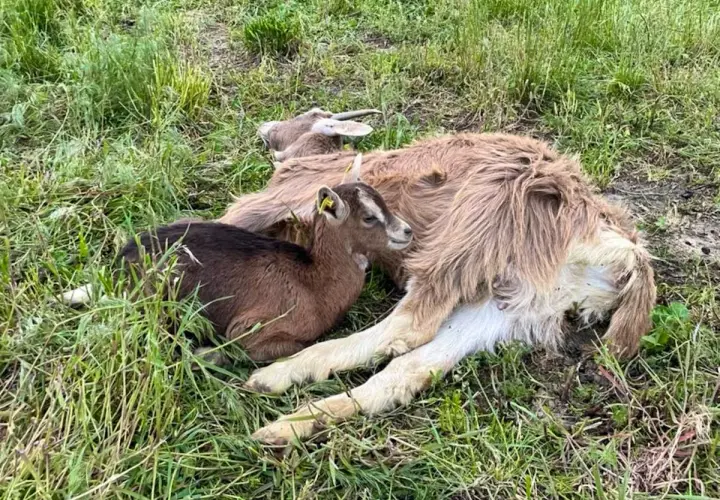 Une petite chèvre brune, l'air effrayée, se blottit contre une chèvre plus grande dans l'herbe.
