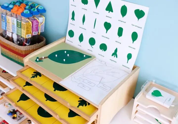 Materiales educativos de estilo montessori para aprender formas de hojas.