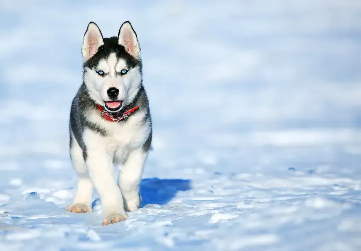 Ile kosztuje husky? Cena szczeniaka, utrzymanie i na co uważać?