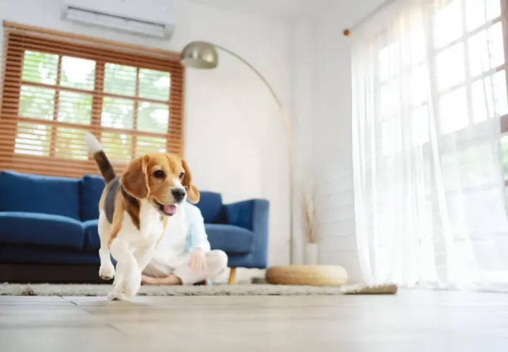 Un beagle corre feliz por el salón, su hogar perfecto. La luz entra por la ventana, iluminando su alegre **habitat del perro**.
