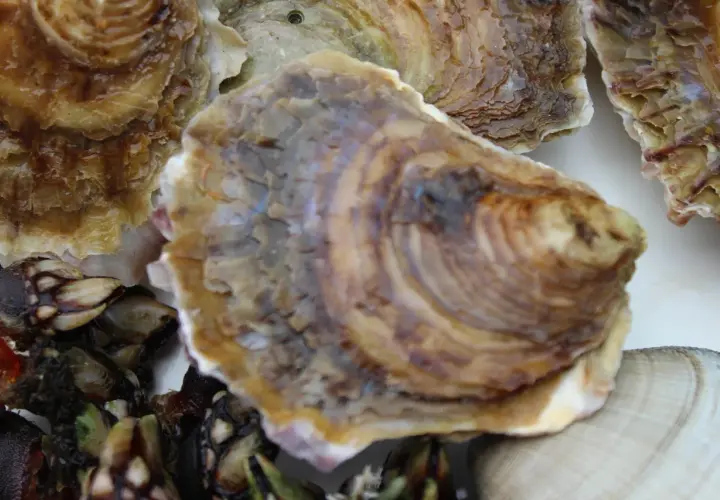 Ostras gallegas frescas y percebes, listas para servir.