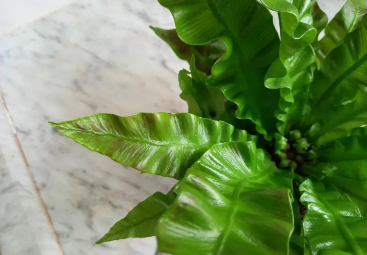 Zielone, faliste liście paproci Asplenium Crispy Wave tworzą gęste kępy na tle marmurowej powierzchni.