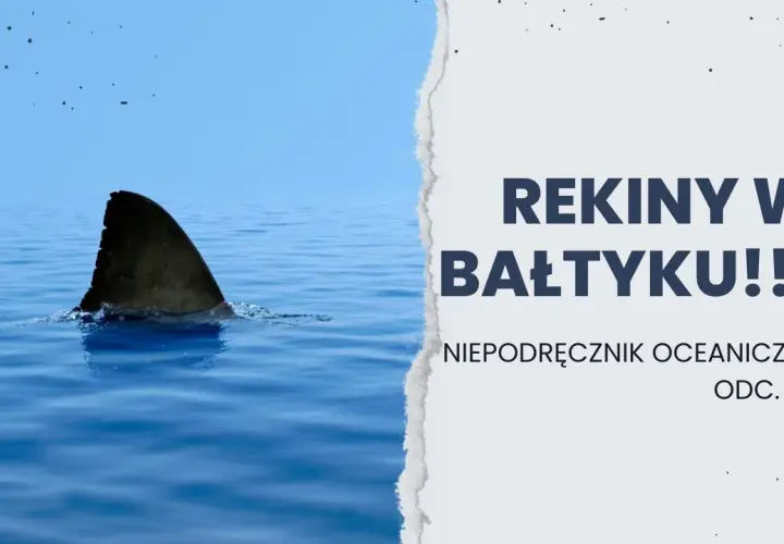 Czy rekiny są w Bałtyku? Bezpieczeństwo kąpieli i ich obecność