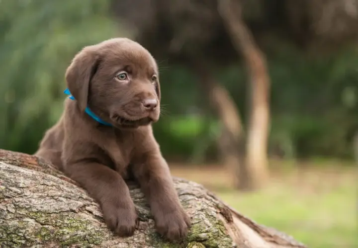 Ein süßer brauner Labrador Retriever Welpe mit blauem Halsband liegt auf einem Baumstamm im Freien.
