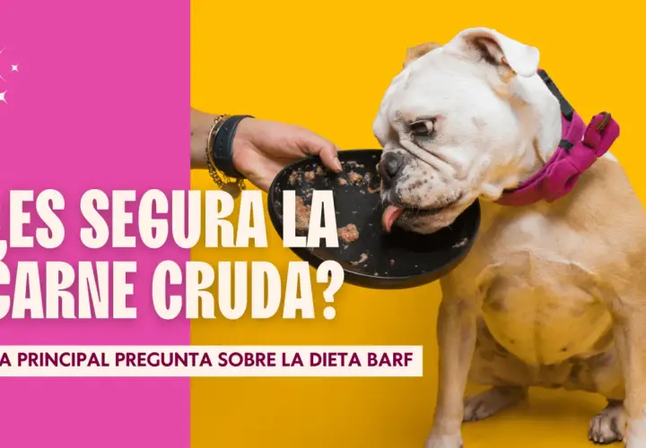 Un bulldog inglés come carne cruda de un plato. ¿Es segura la carne cruda para los perros?